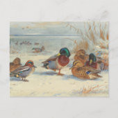 Carte Postale Mallard et turquoise dans la neige, Oiseaux (Devant)