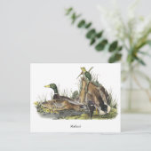 Carte Postale Mallard, John Audubon (Debout devant)