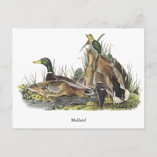 Carte Postale Mallard, John Audubon (Devant)