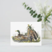 Carte Postale Mallard par Audubon (Debout devant)