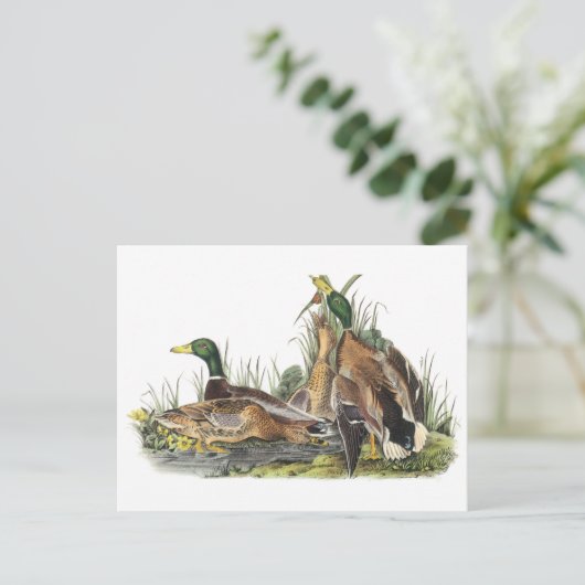 Carte Postale Mallard par Audubon (Debout devant)