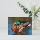 Carte postale Mallard Portrait (Debout devant)