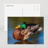 Carte postale Mallard Portrait (Devant / Derrière)