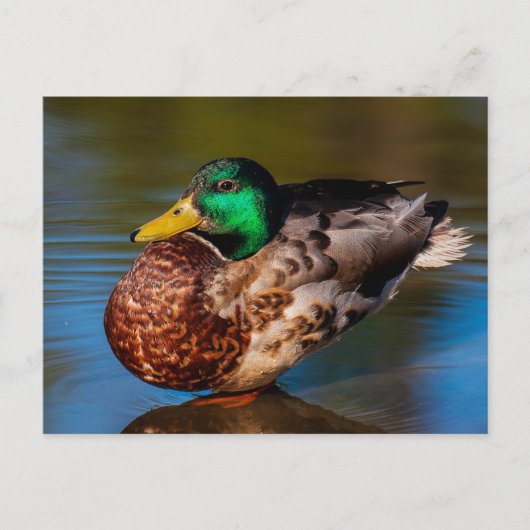 Carte postale Mallard Portrait (Devant)
