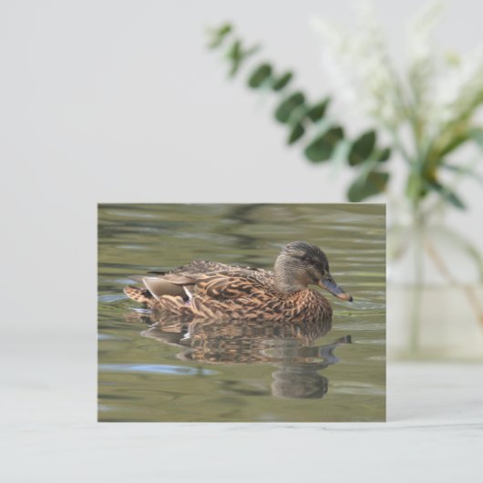 Carte postale Mallard reflétée (Debout devant)