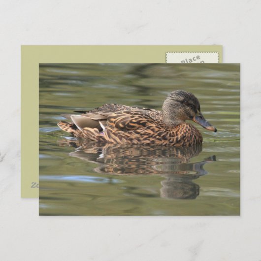 Carte postale Mallard reflétée (Devant / Derrière)