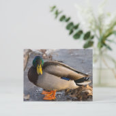 Carte Postale Mallard Sur La Glace (Debout devant)