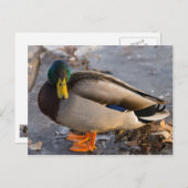 Carte Postale Mallard Sur La Glace (Devant / Derrière)