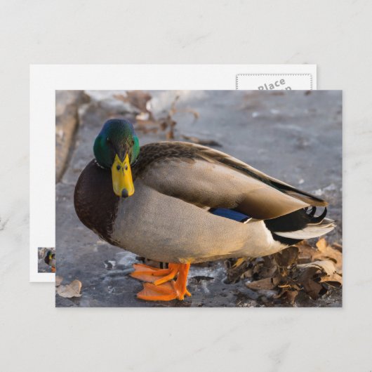 Carte Postale Mallard Sur La Glace (Devant / Derrière)