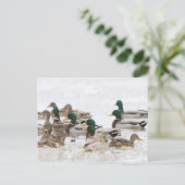 Carte Postale Mallards en hiver (Debout devant)