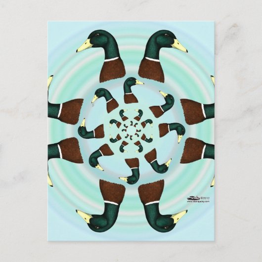 Carte Postale Mallards Galore ! (Devant)