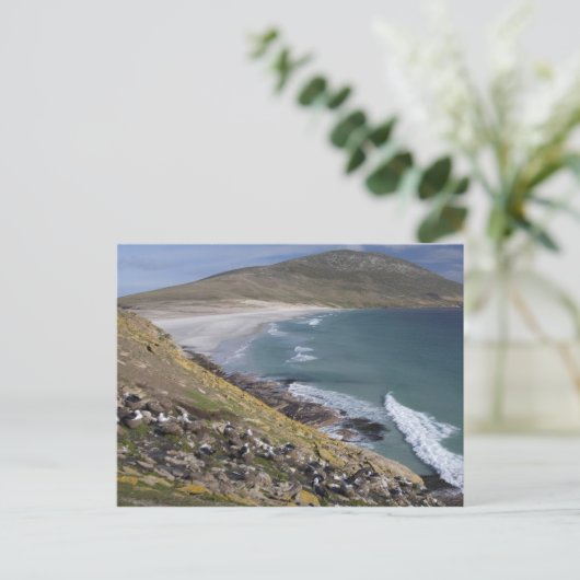 Carte Postale Malouines, Falkland Ouest, Saunders (Debout devant)