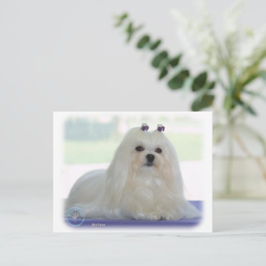 Carte Postale Maltais (Debout devant)