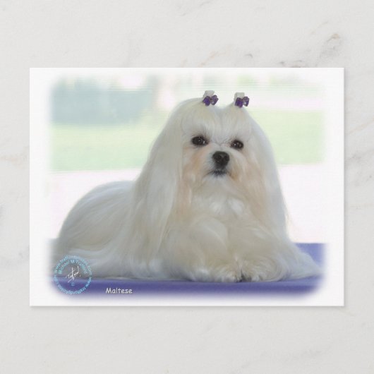 Carte Postale Maltais (Devant)