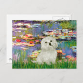 Carte Postale Maltais 11 - Lys 2 (Devant / Derrière)