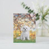 Carte Postale Maltais (12) - Printemps (Debout devant)