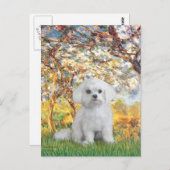 Carte Postale Maltais (12) - Printemps (Devant / Derrière)