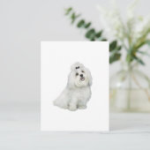 Carte Postale Maltais (A) - avec une qualité supérieure (Debout devant)