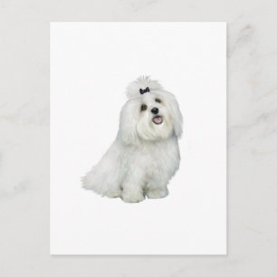 Carte Postale Maltais (A) - avec une qualité supérieure