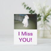 Carte Postale Maltais assis (Debout devant)