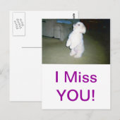 Carte Postale Maltais assis (Devant / Derrière)