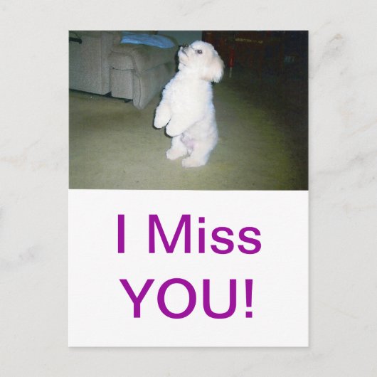 Carte Postale Maltais assis (Devant)