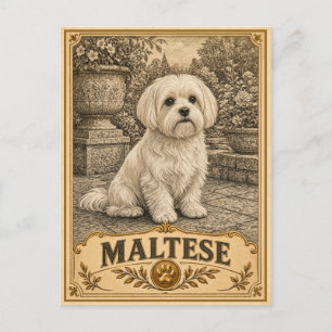 Carte Postale Maltais, Chien du patrimoine vintage