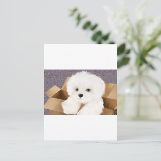 Carte Postale maltais dans une boîte (Debout devant)