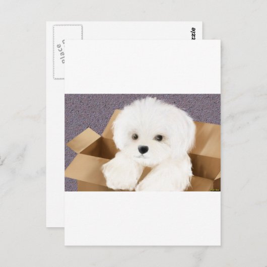 Carte Postale maltais dans une boîte (Devant / Derrière)