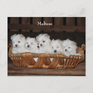 Carte Postale Maltais, Marionnettes, Panier, "Cinq chiots", Blan