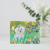 Carte Postale MALTESE pup - Irises (Debout devant)