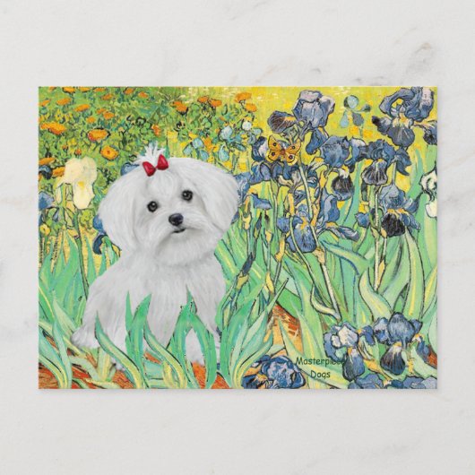Carte Postale MALTESE pup - Irises (Devant)