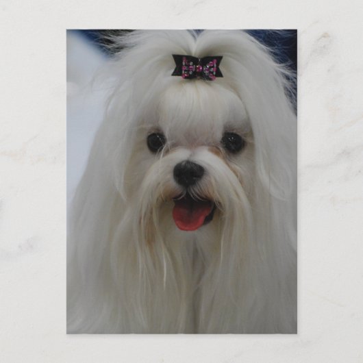 Carte postale Maltese Puppy (Devant)