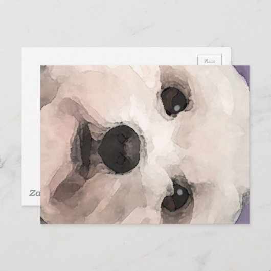 Carte Postale Maltipoo (Devant / Derrière)