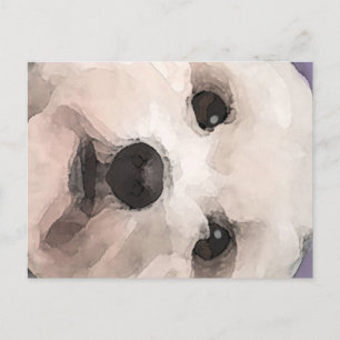 Carte Postale Maltipoo