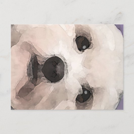 Carte Postale Maltipoo (Devant)