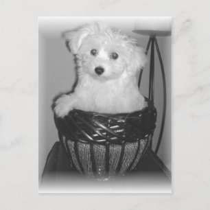 Carte Postale MaltiPoo Products