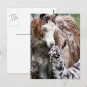Carte Postale Mama & Baby Llama Kiss (Devant / Derrière)