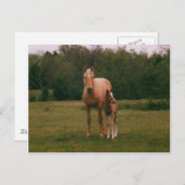 Carte Postale Mama cheval et bébé cheval (Devant / Derrière)