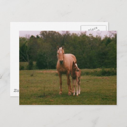 Carte Postale Mama cheval et bébé cheval (Devant / Derrière)