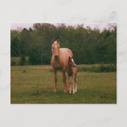 Carte Postale Mama cheval et bébé cheval (Devant)