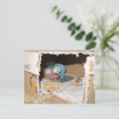 Carte Postale Mama Dexter Et Bébé Rufus (Debout devant)