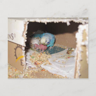 Carte Postale Mama Dexter Et Bébé Rufus