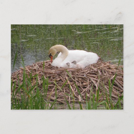 Carte postale Mama et Little Ones (2) (Devant)