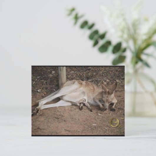 Carte Postale Mama Kangaroo avec Joey à Pouch (Debout devant)