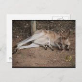 Carte Postale Mama Kangaroo avec Joey à Pouch (Devant / Derrière)