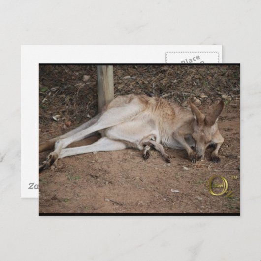 Carte Postale Mama Kangaroo avec Joey à Pouch (Devant / Derrière)