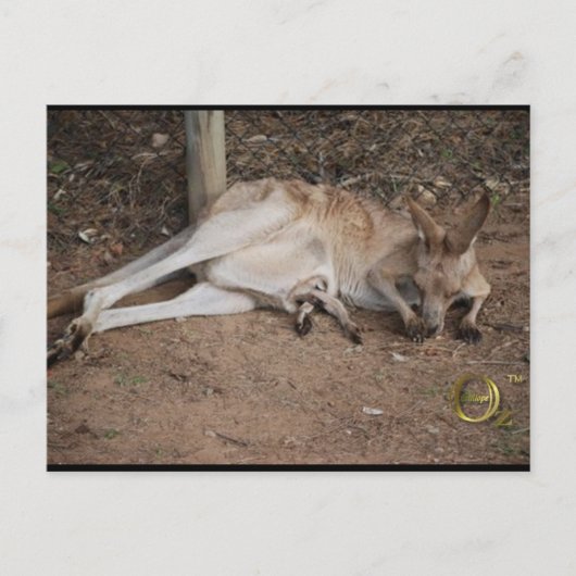 Carte Postale Mama Kangaroo avec Joey à Pouch (Devant)