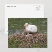 Carte postale Mama Swan and Baby (Devant / Derrière)