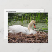 Carte Postale Mama Swan et Baby Postcard (Devant / Derrière)